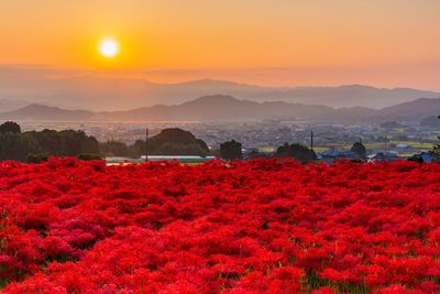 Red flowers growing on land against sky during sunset