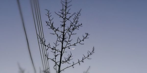 Low angle view of bare tree against clear sky