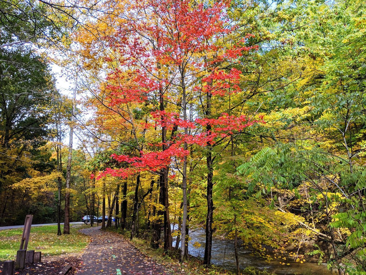 TREES AND PLANTS IN PARK DURING AUTUMN