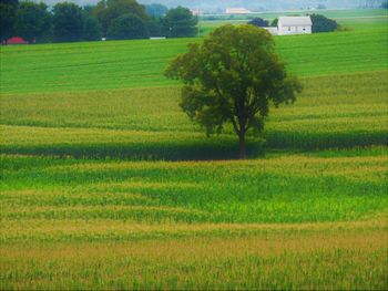 Scenic view of agricultural field