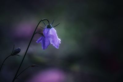 Close-up of purple flower