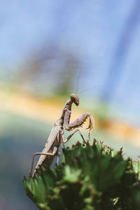 Close-up of insect on plant