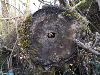 Close-up of tree stump in forest