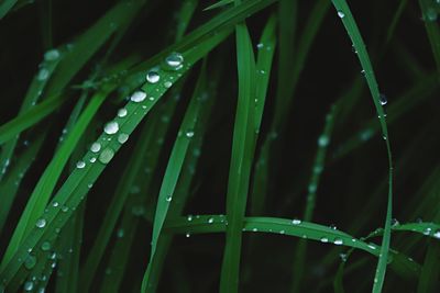 Close-up of wet grass during rainy season