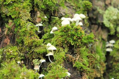 Close-up of mushroom growing in forest