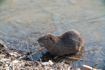 High angle view of nutria in lake