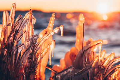 Close-up of frozen plant by lake