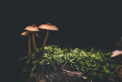 Close-up of mushroom growing on plant