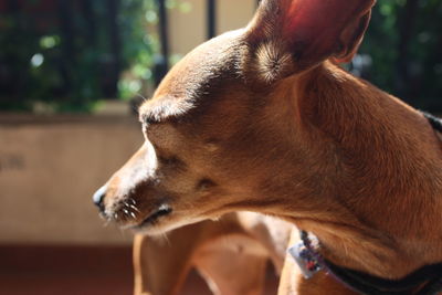 Close-up of dog looking away