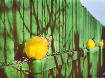 Close-up of bird perching on fruit