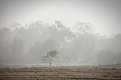 Scenic view of grassy field in foggy weather