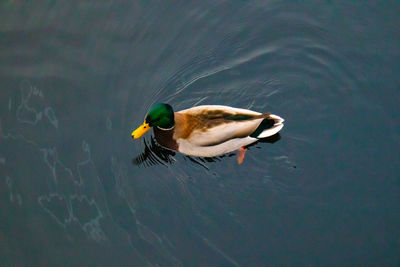 High angle view of duck swimming in lake