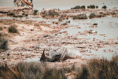 A lone sleeping rhino in the african savannah in namibia, etosha np