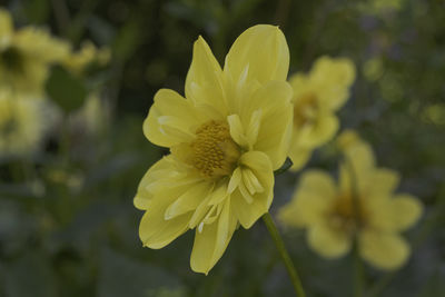 Close-up of yellow flowering plant