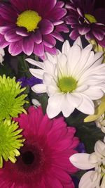 Close-up of purple flowers blooming outdoors