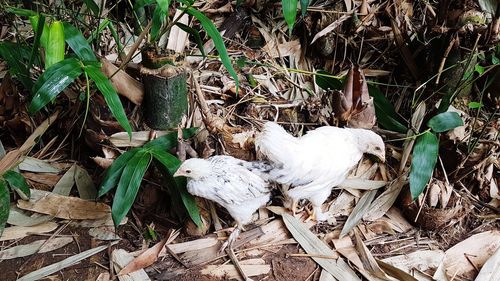 High angle view of bird on field