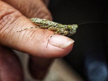 Close-up of hand holding small leaf