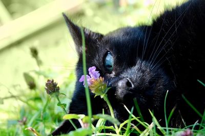 Close-up of black cat