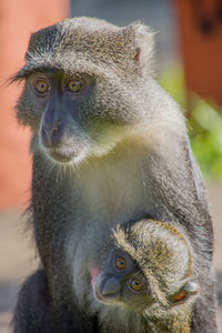 A monkey clung to its baby tightly