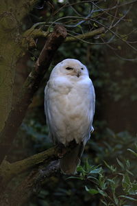 Close-up of bird perching on branch