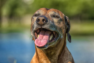 Close-up of a dog