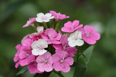 Close-up of pink flowering plant