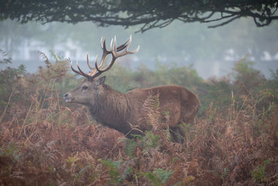 Deer standing in field during autumn