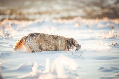 Dog relaxing in snow