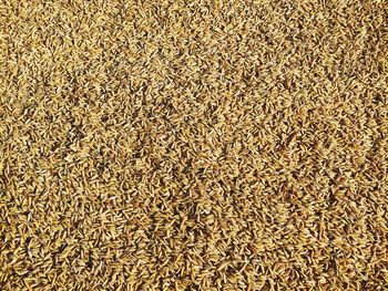 Full frame shot of corn