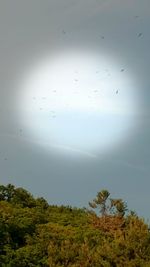 Scenic view of trees against sky