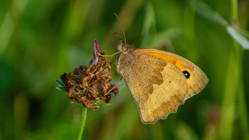 British butterfly gatekeeper hedge brown on wild flower orange black red low close up nature texture