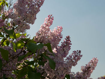 Low angle view of cherry blossoms in spring