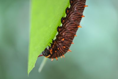 Close-up of caterpillar on leaf