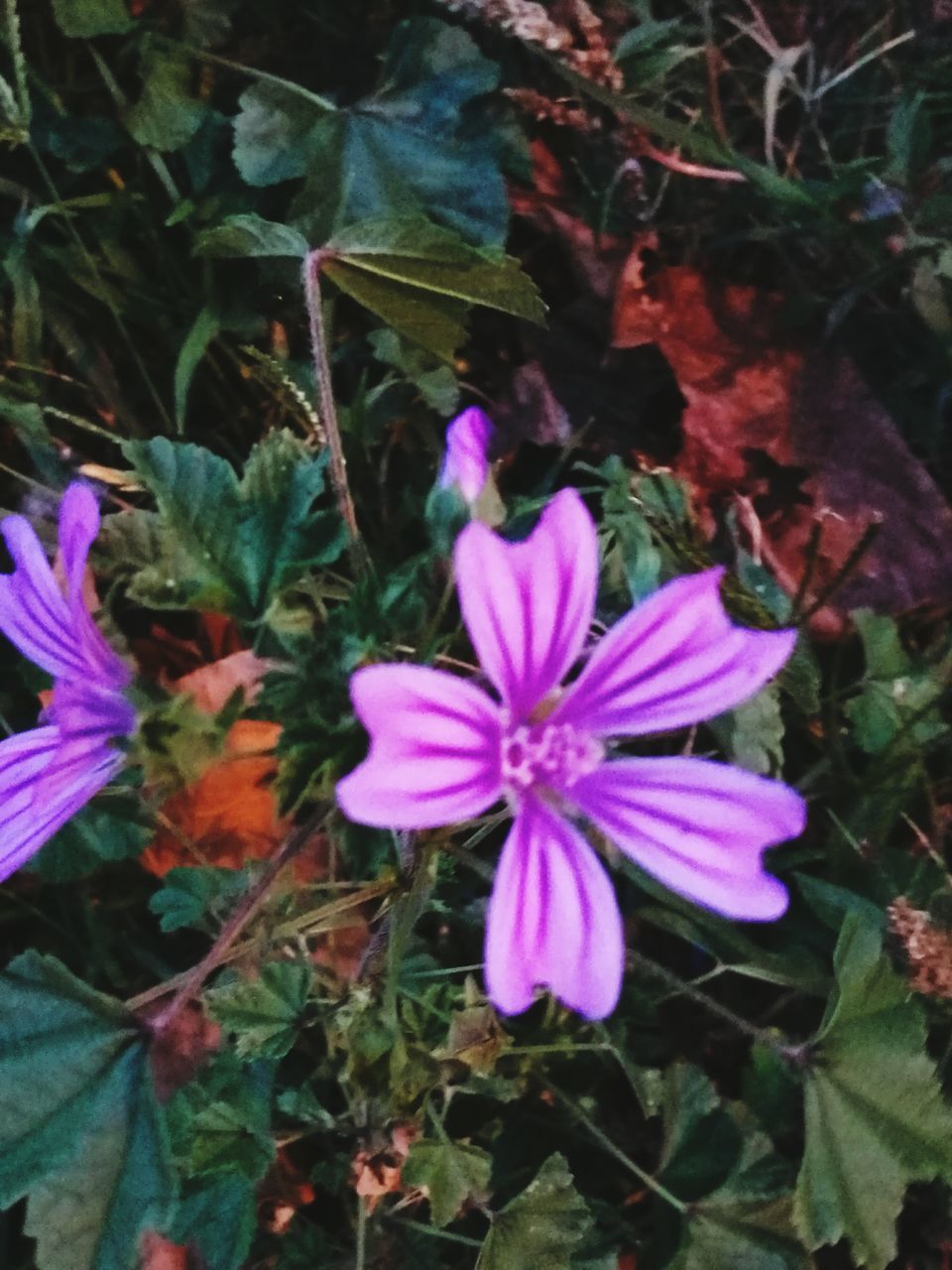 CLOSE-UP OF PINK FLOWER BLOOMING IN GARDEN