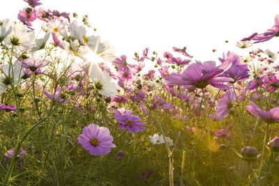 Close-up of pink flowers growing in field