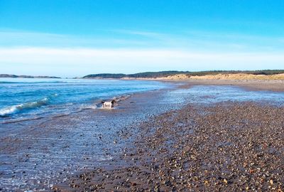 Scenic view of beach against blue sky