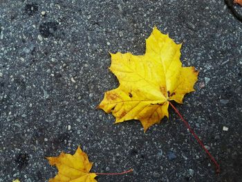 High angle view of yellow maple leaf on street