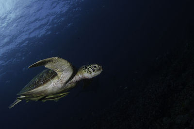 Close-up of turtle swimming in water