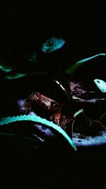 Close-up of leaf in black background