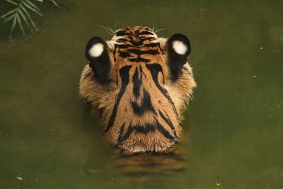 Tiger in lake