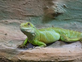 Close-up of lizard on rock