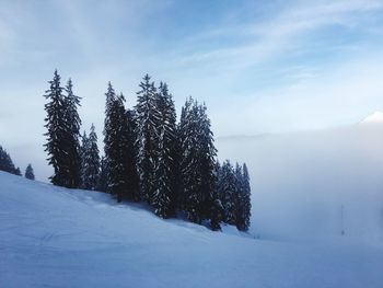 Trees on snow covered landscape against sky