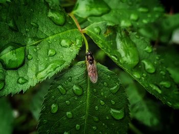 A close-up on a leaf