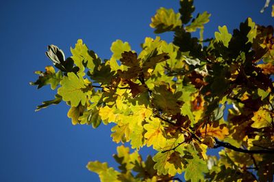 Low angle view of tree against clear blue sky