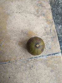 High angle view of fruits growing on floor