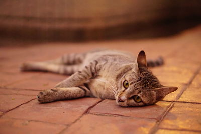 Close-up of cat lying on floor