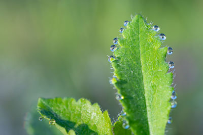 Close-up of wet plant leaves