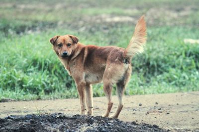 Portrait of dog standing on field