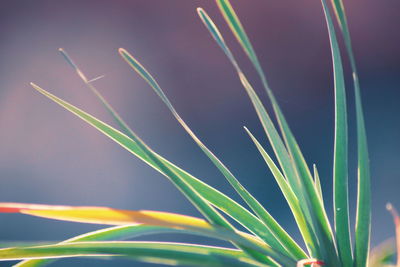 Close-up of grass against sky