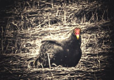 Black cat on landscape
